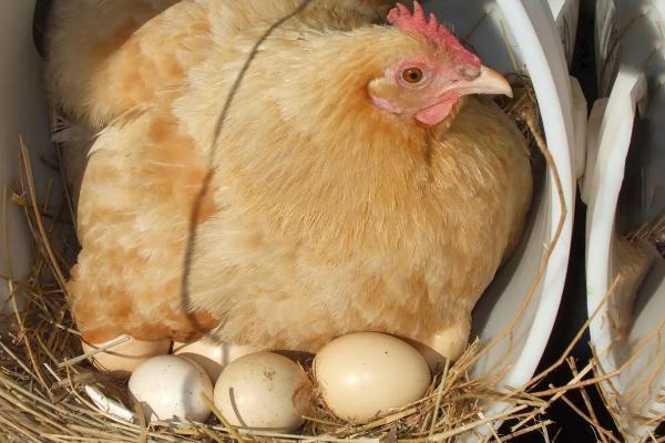 母鸡为什么吃自己下的蛋，母鸡每天都会下蛋吗