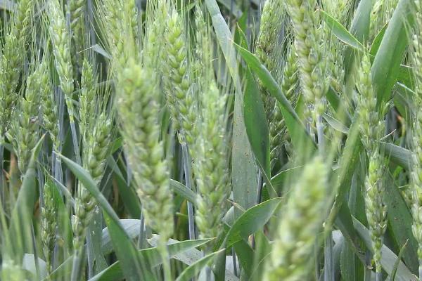 小麦打完营养药几天能浇地，小麦打多效唑年前还是年后
