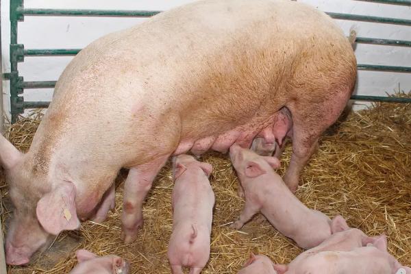 母猪的妊娠期是多少天