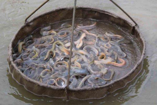 泥鳅最爱吃的10种食物