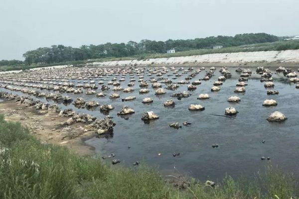 海参养殖生长最快的技术