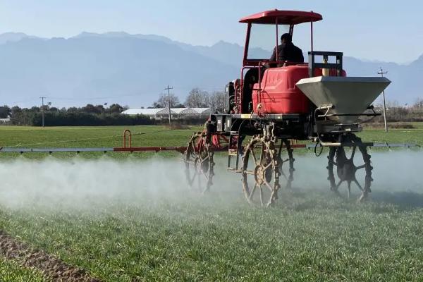 小麦除草剂产生药害会自愈吗，小麦除草剂什么时候打合适