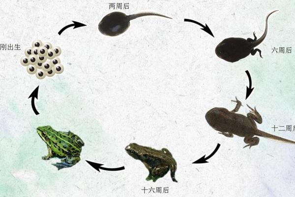 小蝌蚪的进化过程图片