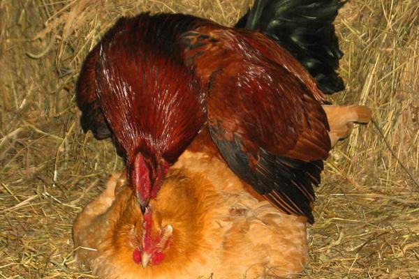 鸡的繁殖器官是什么