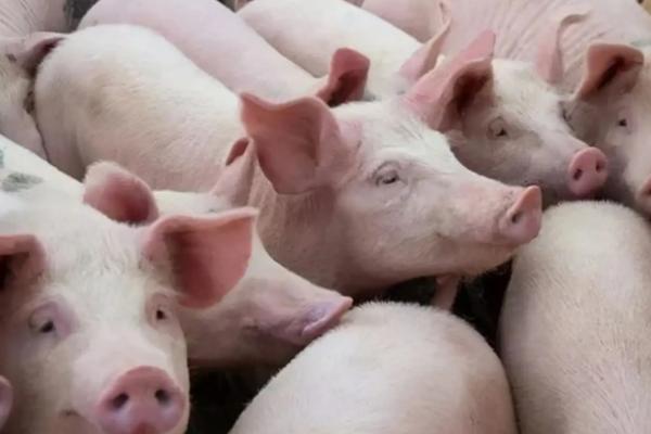 自制低成本养猪饲料配方