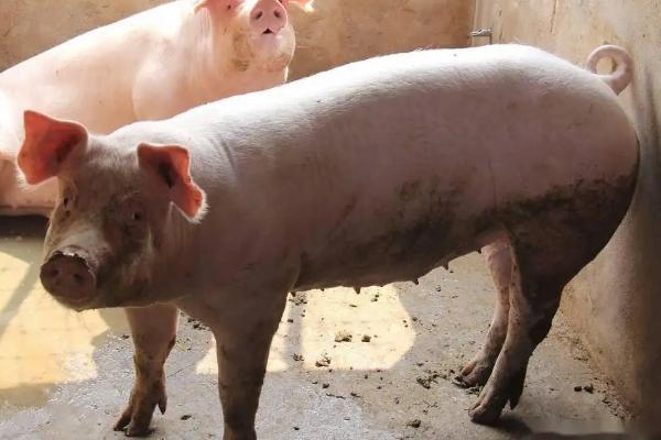 自制低成本养猪饲料配方
