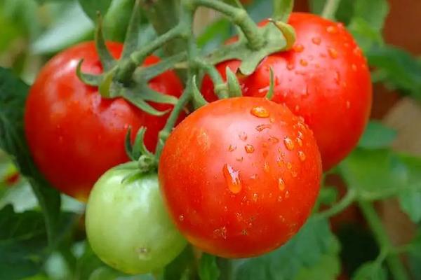 番茄播种时间