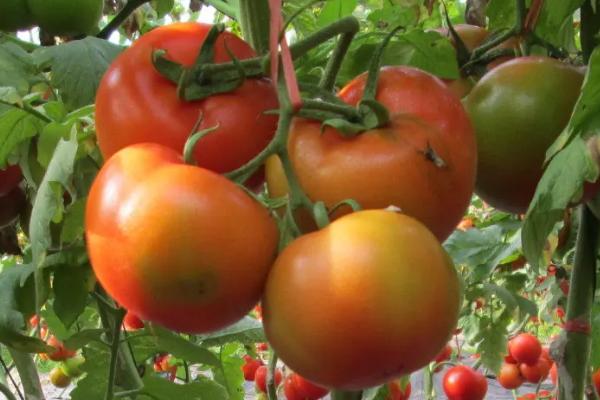 番茄播种时间