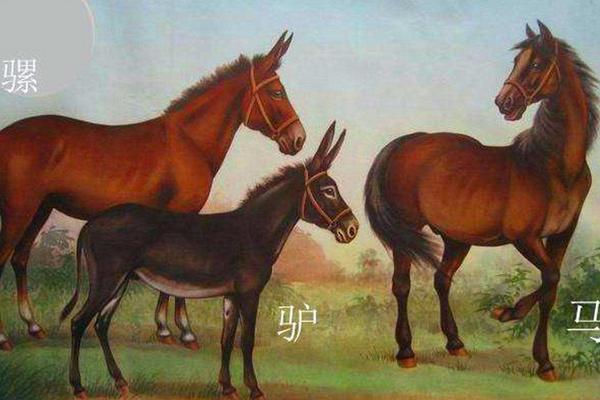 驴和马杂交得到的后代被称之为什么