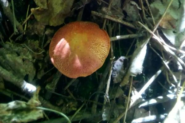 天鹅菌生长在什么地方，天鹅菌有几种颜色