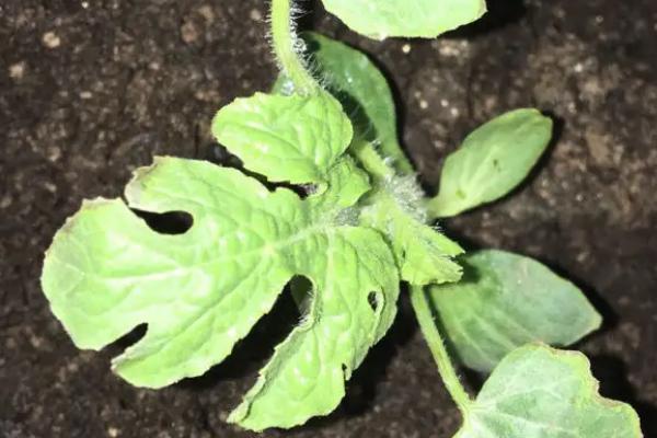 西瓜催芽后怎么播种,为什么放进土里就不长了