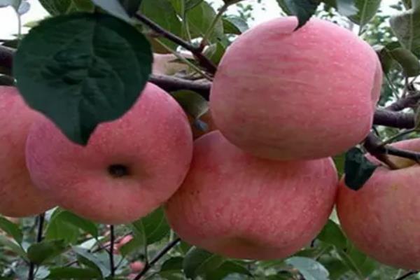 苹果种植在我国有多少年历史