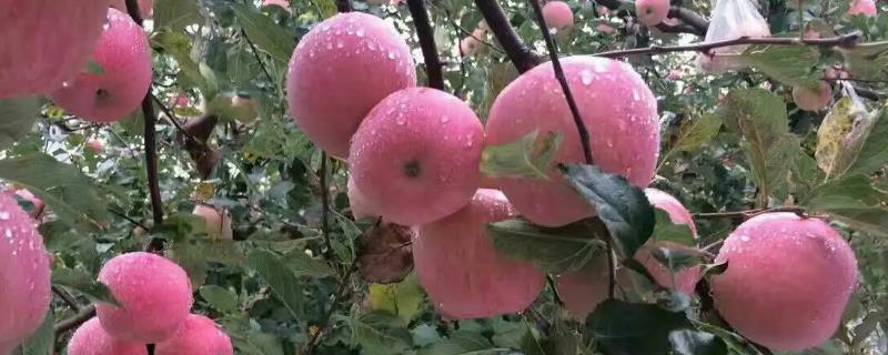 苹果种植在我国有多少年历史