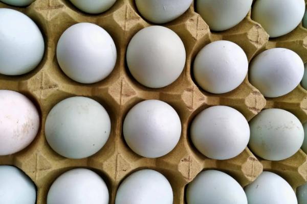 种蛋大头朝上静置多久，种蛋可以用酒精消毒吗