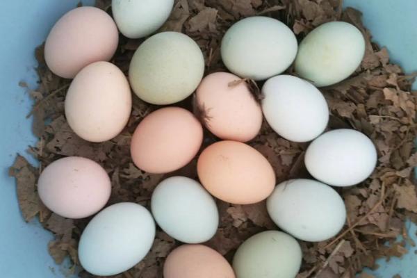 种蛋大头朝上静置多久，种蛋可以用酒精消毒吗