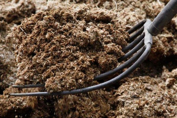 菜籽饼可以直接撒土里做肥料吗