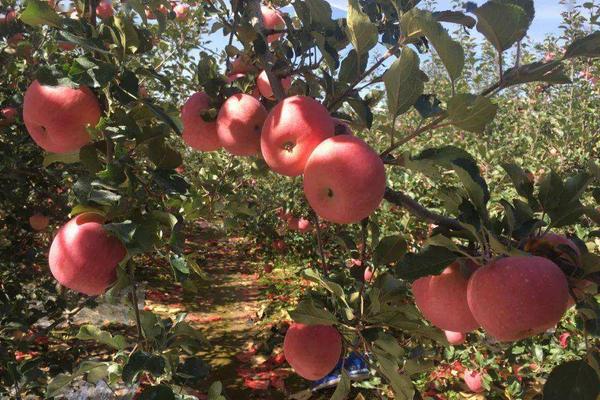栽培苹果的起源是哪里