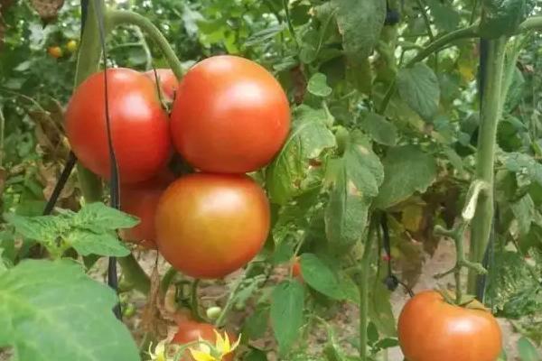 种植西红柿底肥需要哪些肥料，什么时候施什么肥