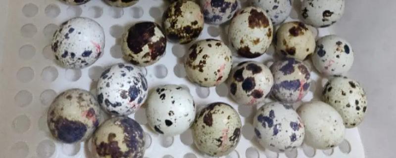 芦丁鸡蛋孵化多少天出壳