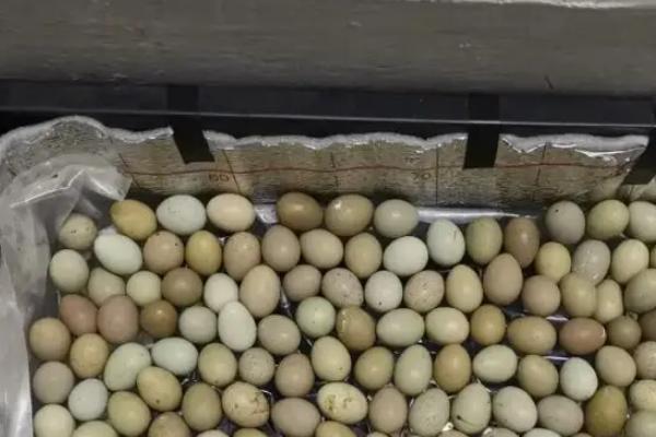 芦丁鸡蛋孵化多少天出壳