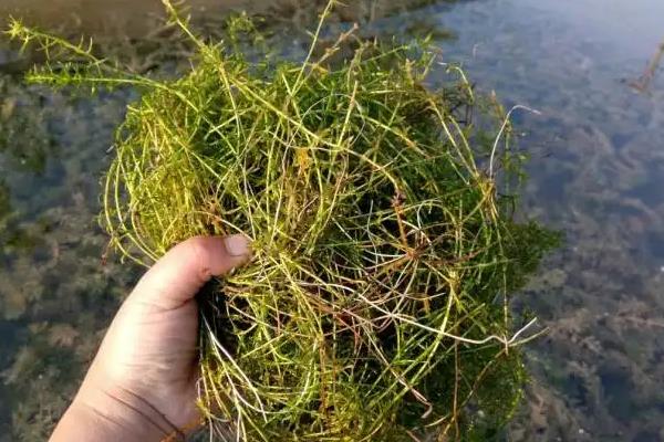 水草挂脏用芽孢杆菌可以吗