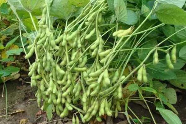 早黄豆种植时间和技术