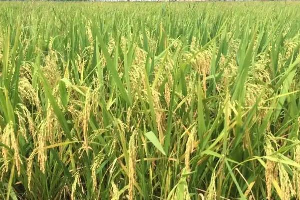 马里水稻种植面积不断扩大可能带来的环境问题