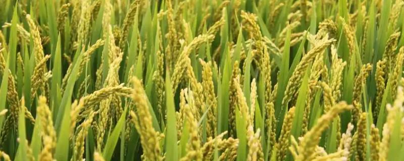 马里水稻种植面积不断扩大可能带来的环境问题