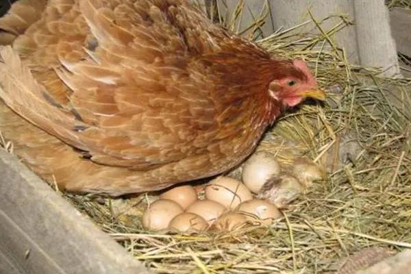 只养母鸡不养公鸡能下蛋吗