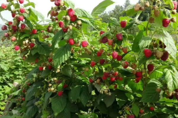 树莓一亩地种多少棵