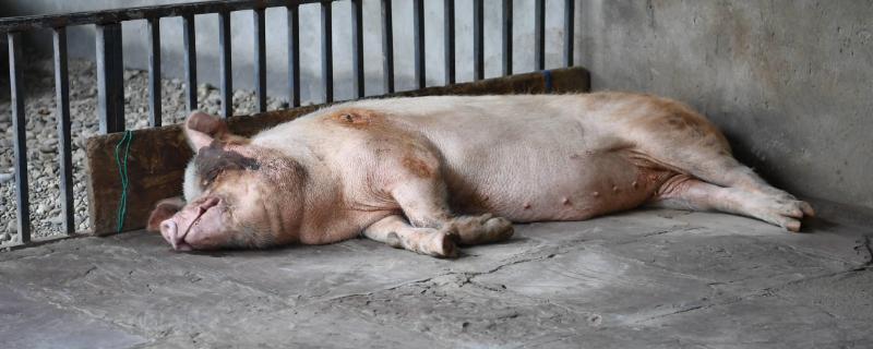 猪的睡眠时间