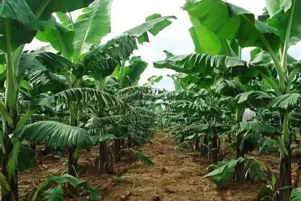 香蕉用什么肥料能快速生长