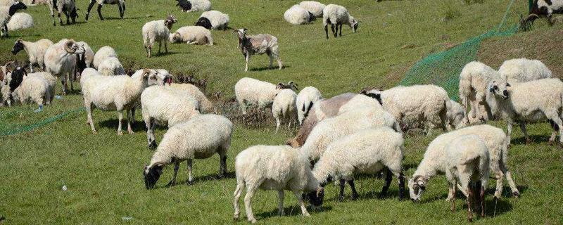 羊的习性