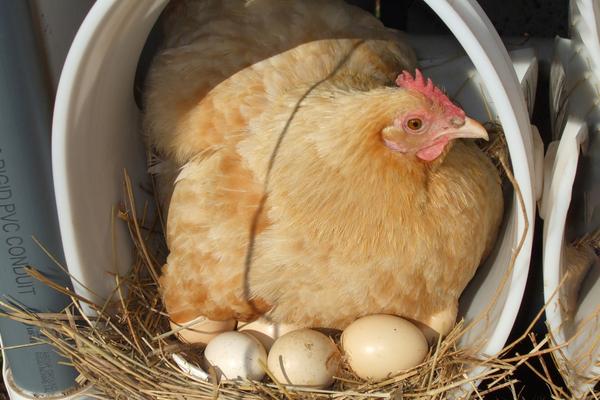 母鸡下蛋需要公鸡吗
