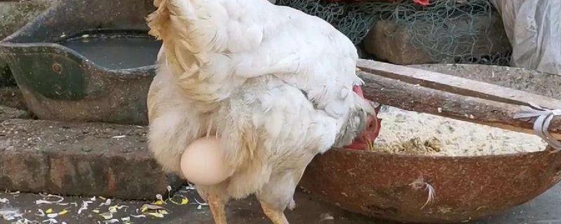 母鸡养多久才会下蛋