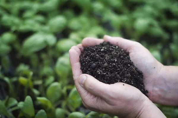 微生物肥料的长期使用可以修复土壤