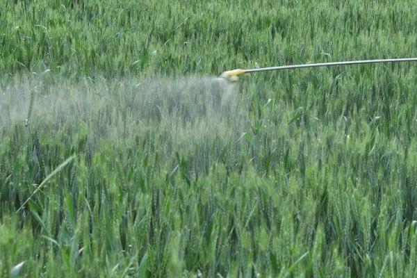 小麦四月份能打除草剂吗