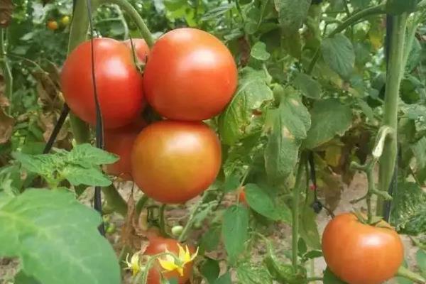 番茄的驯化程度与什么有显著相关