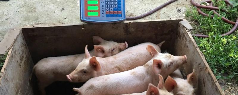 正确的计算猪的体重方法