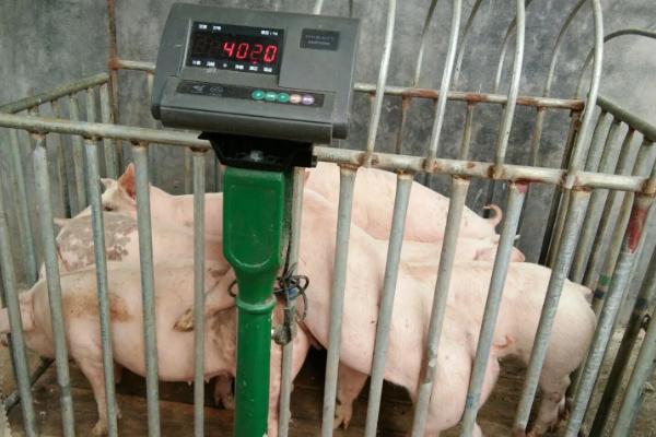 正确的计算猪的体重方法