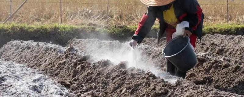生石灰能改良土壤吗