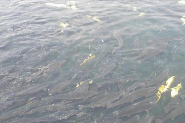 水深2米一亩可养多少鱼