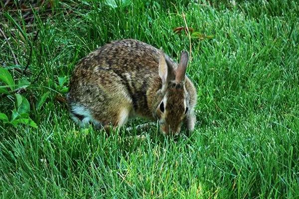 野兔能养活吗
