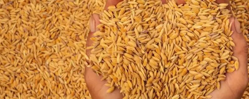 水稻主要成分是淀粉吗