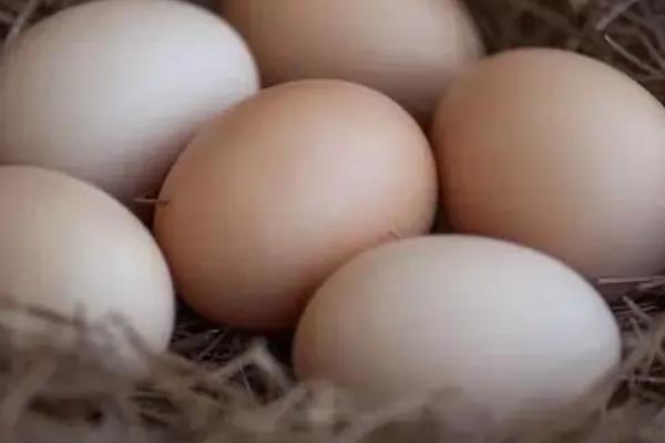 母鸡一次可以下多少个蛋