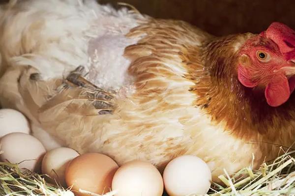 母鸡一次可以下多少个蛋