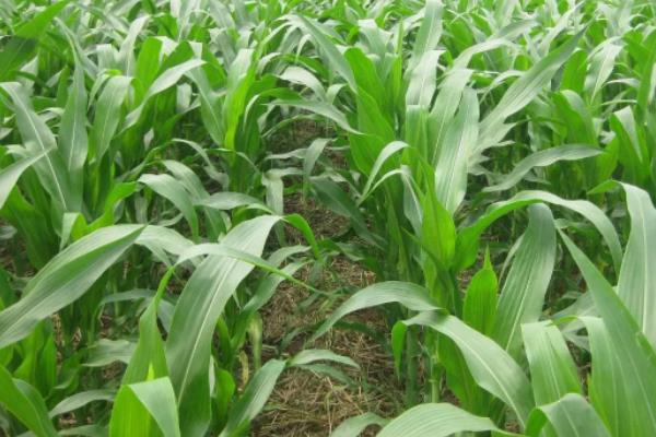 玉米增产8法