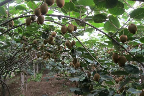 猕猴桃种植有几个阶段
