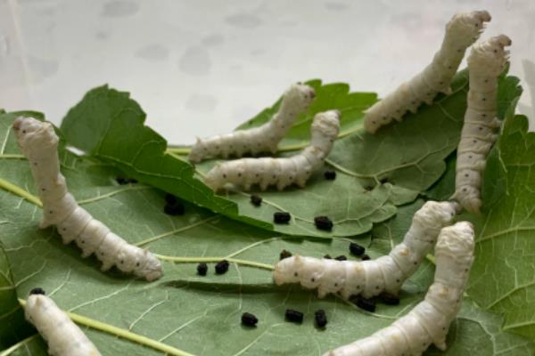 蚕的幼虫生长过程中伴随着什么和什么现象