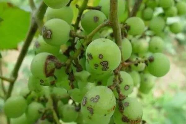 葡萄的16种病害